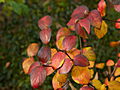 Viburnum burkwoodii Anne Russell IMG_1398 Kalina burkwoda